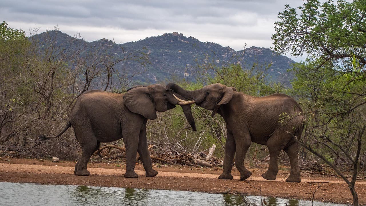 Do Elephants Really Never Forget? The Science of Elephant Memory